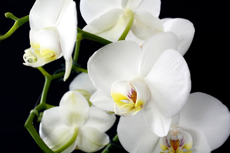 Exotic flowers