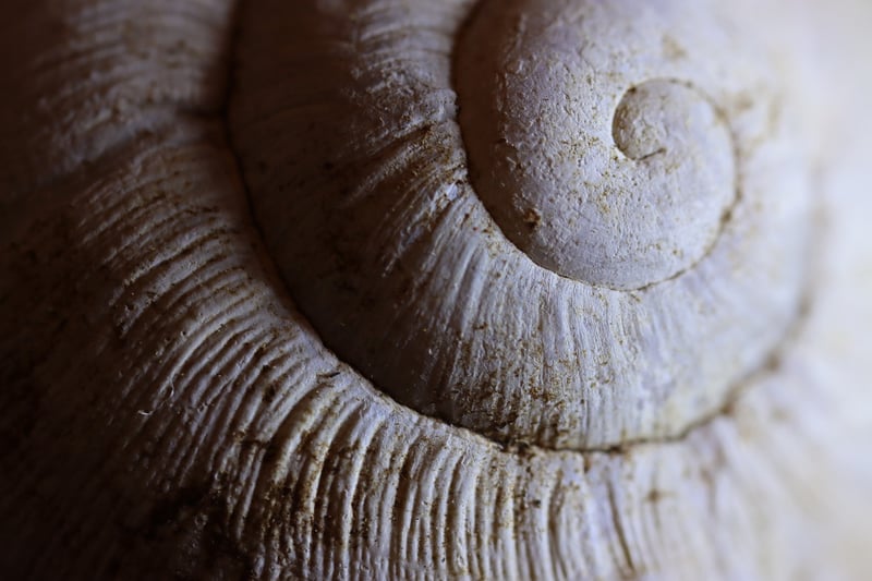 Herb spirals