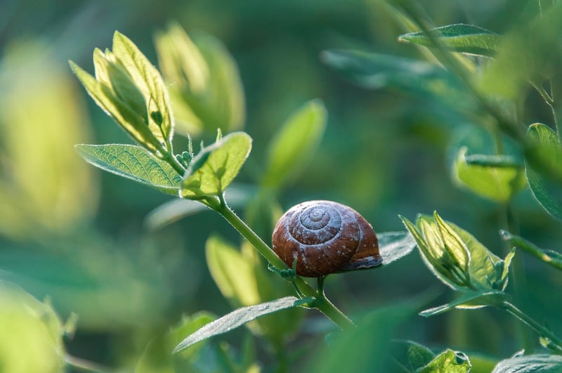 Natural pest control