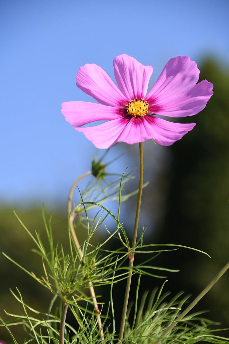 Pollinator-friendly