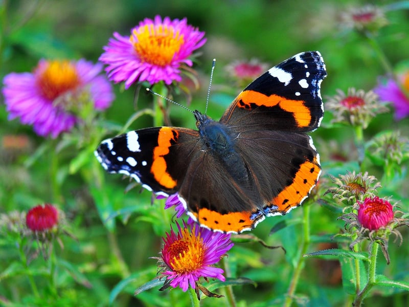 Butterfly on a flower